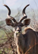 kudu (5)